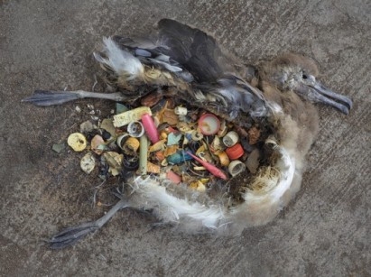 the effects of man-made garbage on albatross’ living 1,200 miles away from civilization.